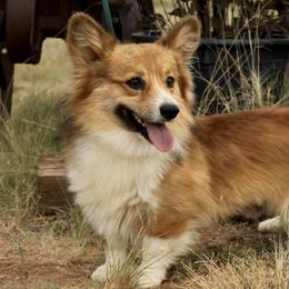 American Corgis and Pembroke Welsh Corgis from Martinez Corgis