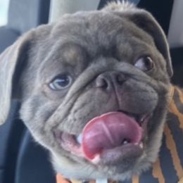 Buzz - Pug