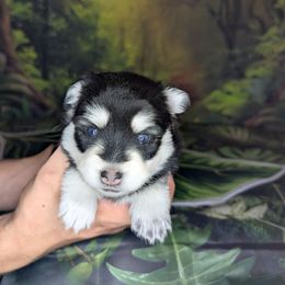 Savannah - 1800 - Black and white female Pomsky puppy in Spring Hill, Florida from www.PuppyTimeEmporium.com
