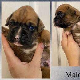 Gray - 2nd born - Fawn male Boxer puppy in Brownsville, Oregon from Vincent's Pride Boxers ~ Dudley's Dream Boxers