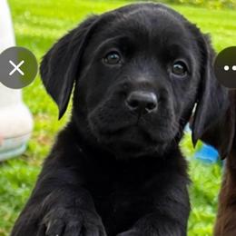 Licorice - Black male Dilute Retriever puppy in Baldwin City, Kansas from Hedge Lane Labradors