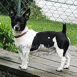 Shady - White and black male Teddy Roosevelt Terrier puppy in Milaca, Minnesota from Bright Lake Terriers