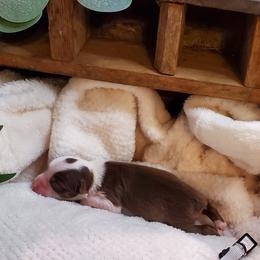 Miniature Australian Shepherd Puppies from Barnyard Mini Aussies