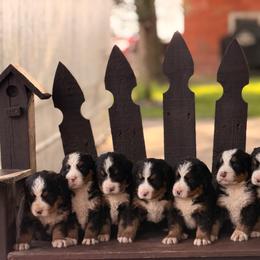 Male 3 - Tri-color male Bernese Mountain Dog puppy in New Haven, Indiana from Maumee Berners