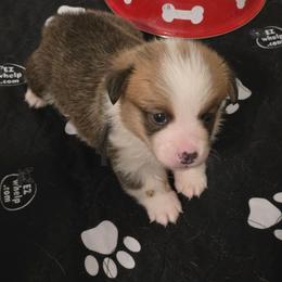 Frosty - Red male Pembroke Welsh Corgi puppy in Palm Bay, Florida from Space Coast Corgi