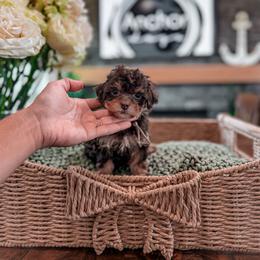 ..:: S K Y ::..  ( teddy bear poodle  ) - Phantom female Poodle puppy in Hooper, Utah from Anchor Dogs