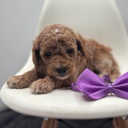 Rocky - Apricot male Goldendoodle puppy in Creston, Ohio from Mini Doodles Dandy