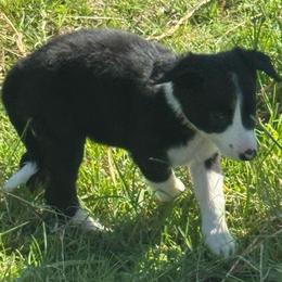 Girl 457 - Black and white female Border Collie puppy in Temecula, California from West Coast Border Collies