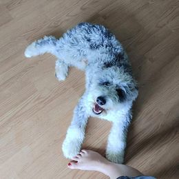 Aussiedoodle Puppies from S & L Oodles of Doodles
