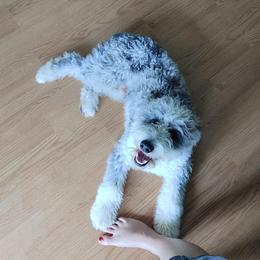 Aussiedoodle Puppies from S & L Oodles of Doodles