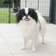 RUMBA - Japanese Chin
