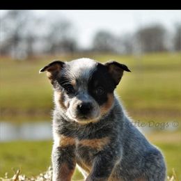 "Rip" Australian Cattle Dog Puppies from LoveAHeeler