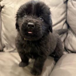 Jolly - Black male Newfoundland puppy in Saukville, Wisconsin from Crossroads Canines ~ Newfoundland Dogs