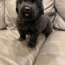 Jolly - Black male Newfoundland puppy in Saukville, Wisconsin from Crossroads Canines ~ Newfoundland Dogs