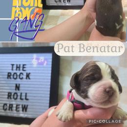 Pat BenatarGirl 1 - Liver and white female English Springer Spaniel puppy in Saginaw, Michigan from Kemerer Springers