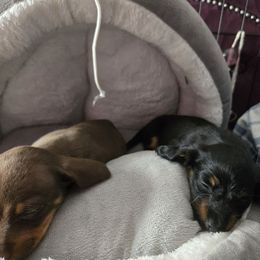Dachshund puppies from EZ 2 Love Dachshunds