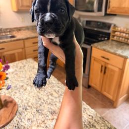 Memphis - Brindle female Boxer puppy in Upper Sandusky, Ohio from Rock Run Homestead
