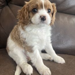Elizabeth - Blenheim female Cavalier King Charles Spaniel puppy in Joseph, Utah from Pemberly Cavaliers