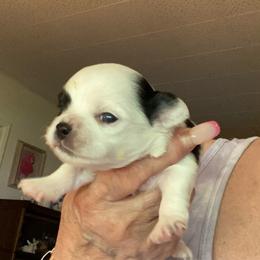 Hank - Black and white male Chihuahua puppy in Red Bluff, California from Aye Chihuahua