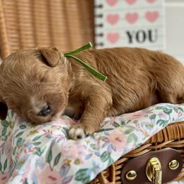 Green - Red  male Goldendoodle puppy in Hesperia, Michigan from Red Acres Poodles & Doodles
