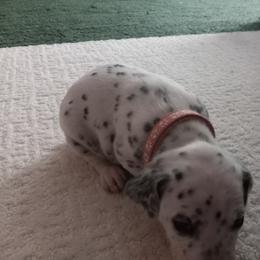 Dalmatian Puppies from Shelbys Pawsome Dalmatians