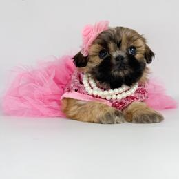 Erica - Brindle and white female Shih Tzu puppy in League City, Texas from Divine Pups