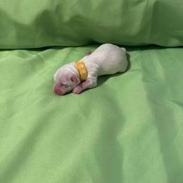 Blossom - White female Coton de Tulear puppy in Timber, Oregon from Sterling’s Sweet Cotons