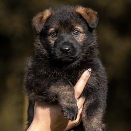 Kobra - Sable female German Shepherd puppy in Salem, Ohio from von den Kilöff Working German Shepherds