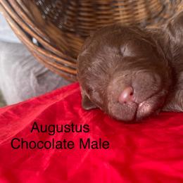 Augustus - Chocolate male Labradoodle puppy in Murray, Utah from Swann's Kennels