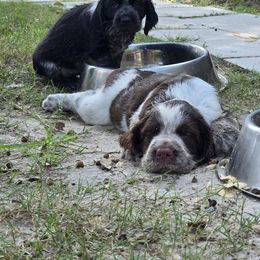 Boykin Spaniel and English Springer Spaniel Puppies from 31 Pines Springers & Retrievers
