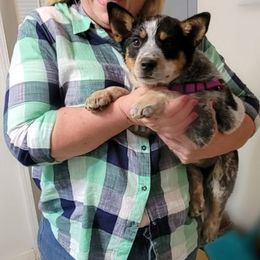 Australian Cattle Dogs from Double A-A Kennels