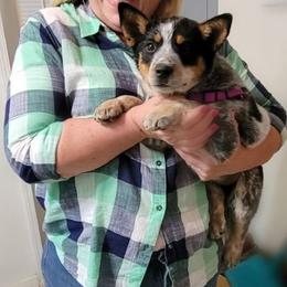 Australian Cattle Dogs from Double A-A Kennels