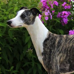 Whippets from Hounds of O’Neill