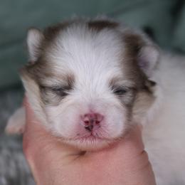 AKC Puma - Cream sable parti male Pomeranian puppy in Albany, Indiana from Hatz Off Puppies