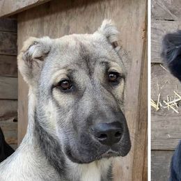 Anatolian Shepherd Dogs from Shepherds Rest Anatolians