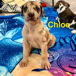Chloe - Merle female Great Dane puppy in Aldie, Virginia from High Point Mountain Danes
