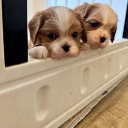 Cavalier King Charles Spaniel Puppies from Cavaliers of House Northup