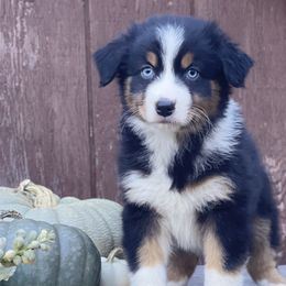 Australian Shepherds from Cricket Flat Kennel