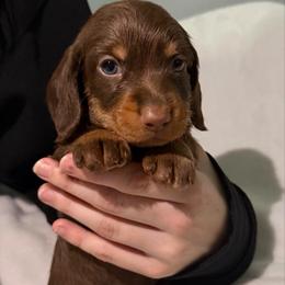 Rudolph AKC - Chocolate and tan male Dachshund puppy in Erie, Michigan from Champagne’s Grinch Toe’d Dachshunds