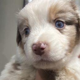Aussiedoodles, Bernedoodles, and Miniature Australian Shepherds from MC Doodles