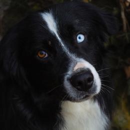 Kale - Australian Shepherd
