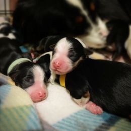 Miniature Australian Shepherds from Fairview Miniature Australian Shepherds