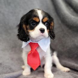 Gabriel - Tri-color male Cavalier King Charles Spaniel puppy in Romeoville, Illinois from KonopkaKennelsLLC