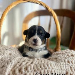 Gray Male - Black and tan male Pembroke Welsh Corgi puppy in La Porte City, Iowa from Cedar River Corgis