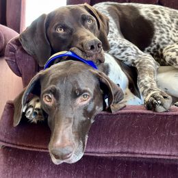 German Shorthaired Pointers from Prairie Dreams Farm