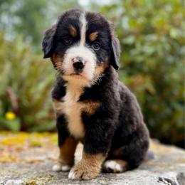 Batman (Green Collar) - Black rust and white male Bernese Mountain Dog puppy in Stanwood, Washington from Butter Cup Pups and Paws