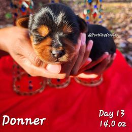 Yorkshire Terrier Puppies from Port City Yorkies LLC