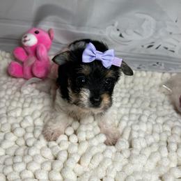 Little Willow(2000) - Parti female Yorkshire Terrier puppy in Douglas, Georgia from Southern Georgia Yorkies and biewers