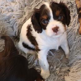 Rolo - Chocolate male Cavalier King Charles Spaniel puppy in Gulfport, Mississippi from Gulf Coast Cavaliers
