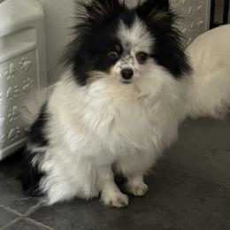 Pomeranian puppies from Pristine Poms